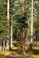 wbgarden alps 30